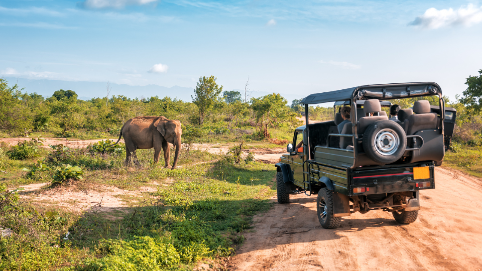 africa vacation tourists